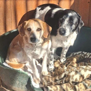 BANDIUNDBÖBI, Hund, Mischlingshund in Slowakische Republik - Bild 1