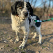 BANDIUNDBÖBI, Hund, Mischlingshund in Slowakische Republik - Bild 2
