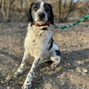 BANDIUNDBÖBI, Hund, Mischlingshund in Slowakische Republik - Bild 3