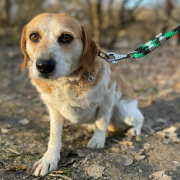 BANDIUNDBÖBI, Hund, Mischlingshund in Slowakische Republik - Bild 4