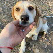 BANDIUNDBÖBI, Hund, Mischlingshund in Slowakische Republik - Bild 5