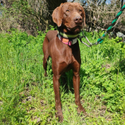 DUDO, Hund, Magyar Vizsla in Slowakische Republik - Bild 1