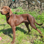 DUDO, Hund, Magyar Vizsla in Slowakische Republik - Bild 2