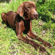 DUDO, Hund, Magyar Vizsla in Slowakische Republik - Bild 3