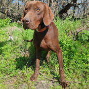 DUDO, Hund, Magyar Vizsla in Slowakische Republik - Bild 4