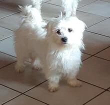 PELYHECSKE, Hund, Malteser in Cuxhaven - Bild 1