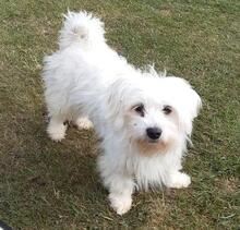 PELYHECSKE, Hund, Malteser in Cuxhaven - Bild 3