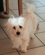 PELYHECSKE, Hund, Malteser in Cuxhaven - Bild 4
