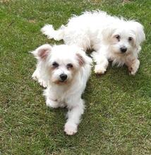 PELYHECSKE, Hund, Malteser in Cuxhaven - Bild 5