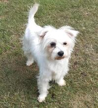 AMANDA, Hund, Malteser in Cuxhaven - Bild 2