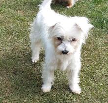 AMANDA, Hund, Malteser in Cuxhaven - Bild 4