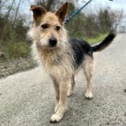 HECTOR, Hund, Mischlingshund in Slowakische Republik - Bild 1