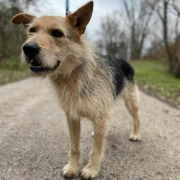 HECTOR, Hund, Mischlingshund in Slowakische Republik - Bild 2