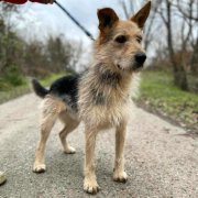HECTOR, Hund, Mischlingshund in Slowakische Republik - Bild 3