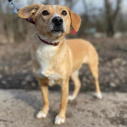 KIFA, Hund, Mischlingshund in Slowakische Republik - Bild 1