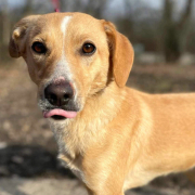 KIFA, Hund, Mischlingshund in Slowakische Republik - Bild 2