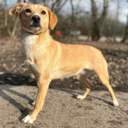 KIFA, Hund, Mischlingshund in Slowakische Republik - Bild 3
