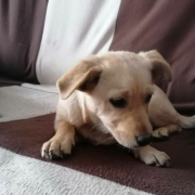 LOLA, Hund, Mischlingshund in Slowakische Republik - Bild 2