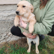 LOLA, Hund, Mischlingshund in Slowakische Republik - Bild 3