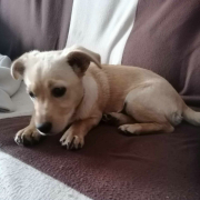 LOLA, Hund, Mischlingshund in Slowakische Republik - Bild 4