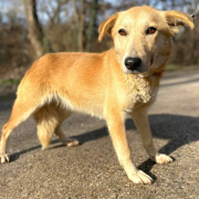 LOLLY, Hund, Mischlingshund in Slowakische Republik - Bild 1