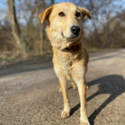 LOLLY, Hund, Mischlingshund in Slowakische Republik - Bild 2