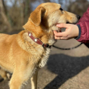 LOLLY, Hund, Mischlingshund in Slowakische Republik - Bild 3