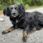 MONA, Hund, Mischlingshund in Slowakische Republik - Bild 3