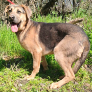 NAVAJO, Hund, Deutscher Schäferhund-Magyar Vizsla-Mix in Slowakische Republik - Bild 1