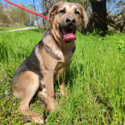 NAVAJO, Hund, Deutscher Schäferhund-Magyar Vizsla-Mix in Slowakische Republik - Bild 2