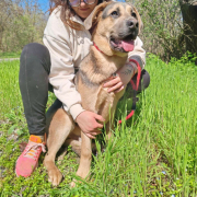 NAVAJO, Hund, Deutscher Schäferhund-Magyar Vizsla-Mix in Slowakische Republik - Bild 3