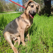 NAVAJO, Hund, Deutscher Schäferhund-Magyar Vizsla-Mix in Slowakische Republik - Bild 4