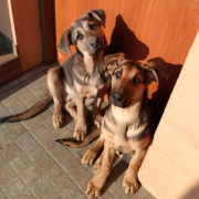 NAVAJO, Hund, Deutscher Schäferhund-Magyar Vizsla-Mix in Slowakische Republik - Bild 5