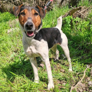 OZZY, Hund, Glatthaar Foxterrier in Slowakische Republik - Bild 1