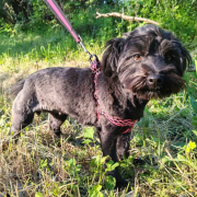 RAILA, Hund, Shih Tzu-Bolonka Zwetna-Mix in Slowakische Republik - Bild 1