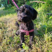 RAILA, Hund, Shih Tzu-Bolonka Zwetna-Mix in Slowakische Republik - Bild 2