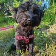 RAILA, Hund, Shih Tzu-Bolonka Zwetna-Mix in Slowakische Republik - Bild 3