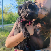 RAILA, Hund, Shih Tzu-Bolonka Zwetna-Mix in Slowakische Republik - Bild 4