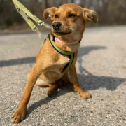 TAMIKA, Hund, Mischlingshund in Slowakische Republik - Bild 2