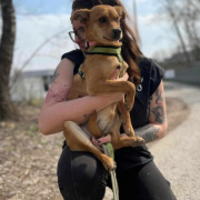 TAMIKA, Hund, Mischlingshund in Slowakische Republik - Bild 3