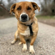 TOTO, Hund, Mischlingshund in Slowakische Republik - Bild 1