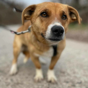 TOTO, Hund, Mischlingshund in Slowakische Republik - Bild 2