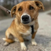 TOTO, Hund, Mischlingshund in Slowakische Republik - Bild 3