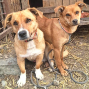 TOTO, Hund, Mischlingshund in Slowakische Republik - Bild 4