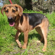 YAKARI, Hund, Deutscher Schäferhund-Magyar Vizsla-Mix in Slowakische Republik - Bild 1