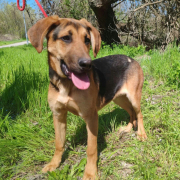 YAKARI, Hund, Deutscher Schäferhund-Magyar Vizsla-Mix in Slowakische Republik - Bild 2