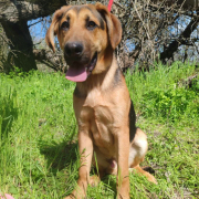 YAKARI, Hund, Deutscher Schäferhund-Magyar Vizsla-Mix in Slowakische Republik - Bild 3