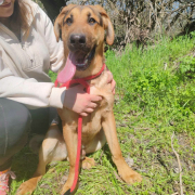 YAKARI, Hund, Deutscher Schäferhund-Magyar Vizsla-Mix in Slowakische Republik - Bild 4