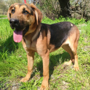 YAKARI, Hund, Deutscher Schäferhund-Magyar Vizsla-Mix in Slowakische Republik - Bild 6