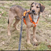 JOACHIM, Hund, Griffon-Mix in Drei Gleichen - Bild 1